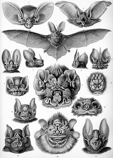 431px-Haeckel_Chiroptera.jpg